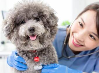 Pet Heart Health 101: Common Cardiac Conditions in Dogs & Cats