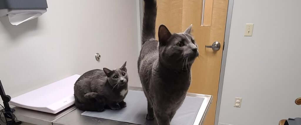 Filter Failure: What Happens When a Pet’s Kidneys Can't Keep Up