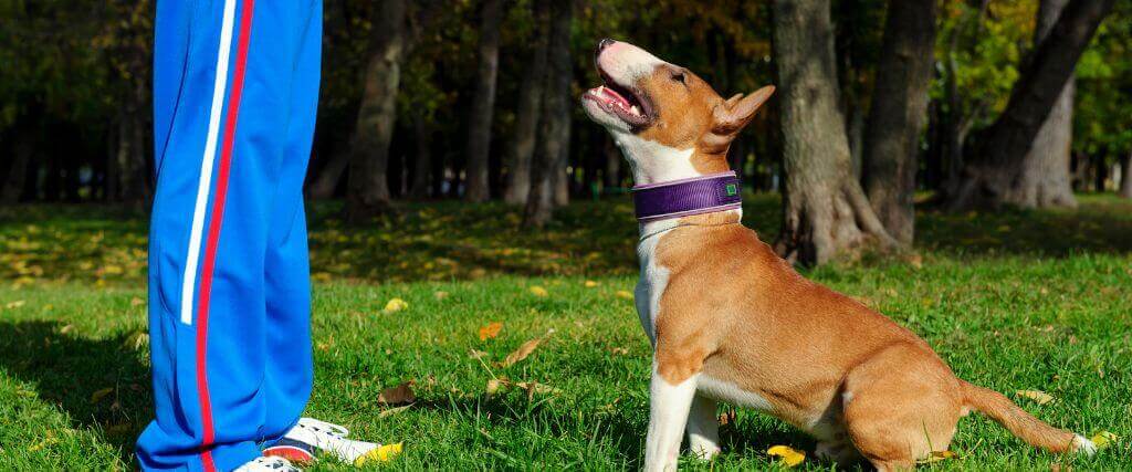 For The Love of Dog, Train Your Dog!